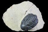Bargain, Reedops Trilobite Fossil - Good Eye Facets #68657-1